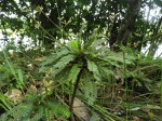 Biophytum helenae