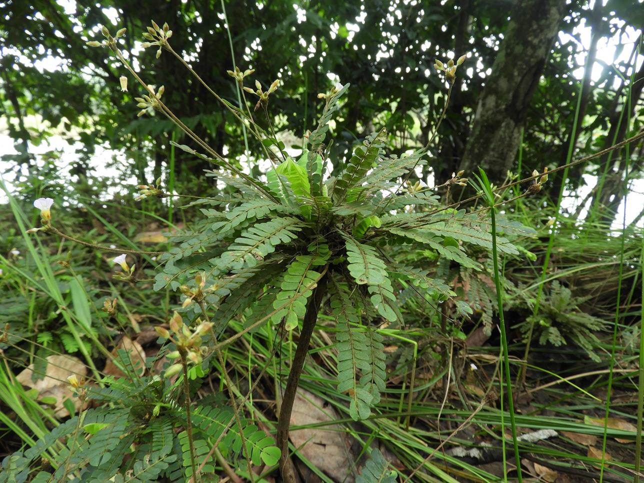 Biophytum helenae
