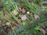 Biophytum helenae