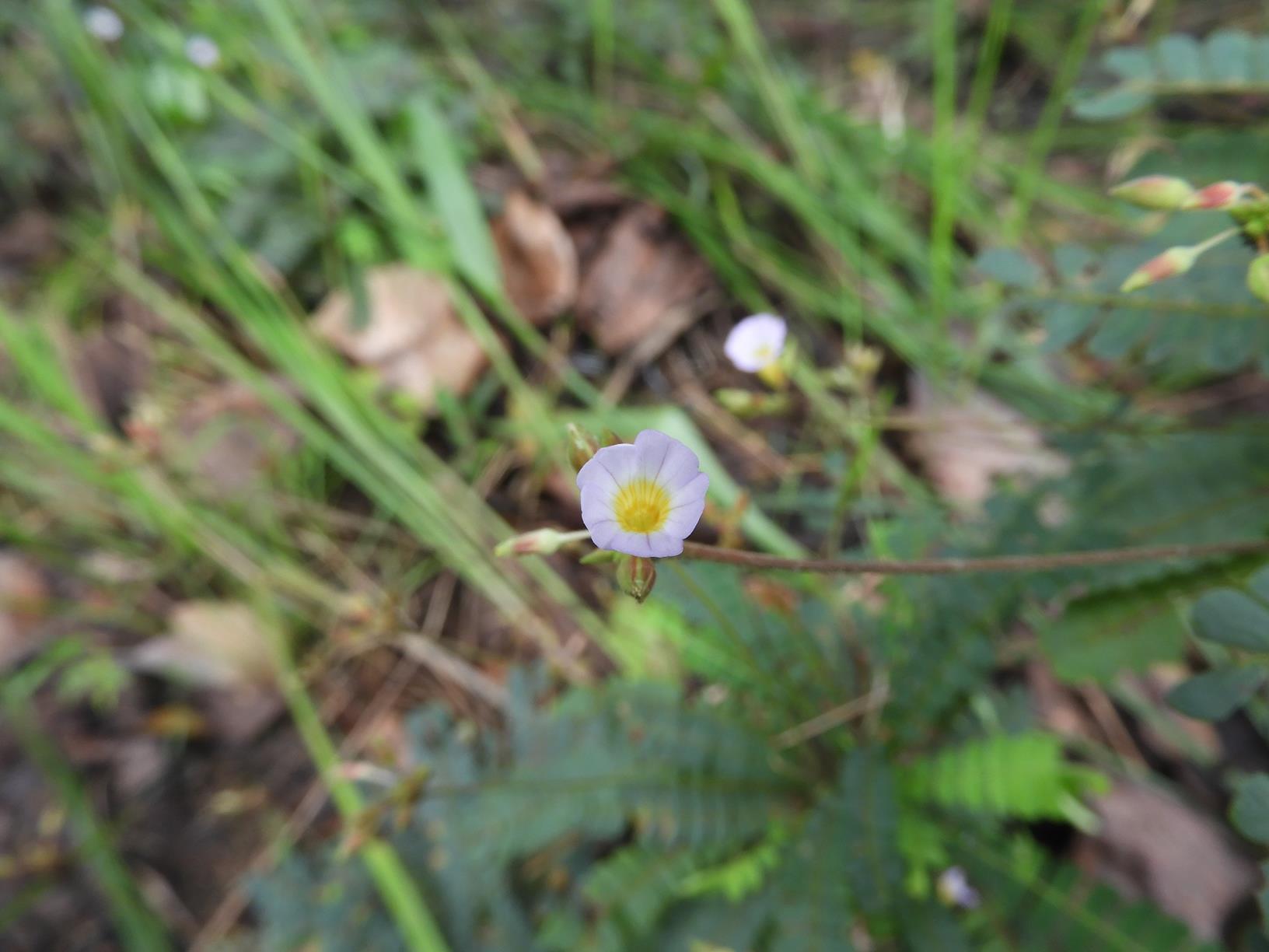 Biophytum helenae