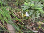 Biophytum helenae