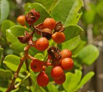 Zanthoxylum delagoense