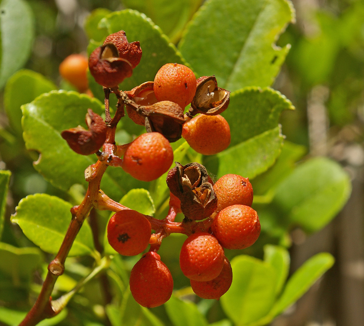 Zanthoxylum delagoense