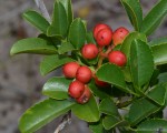Zanthoxylum delagoense