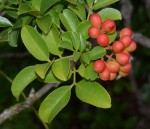 Zanthoxylum delagoense