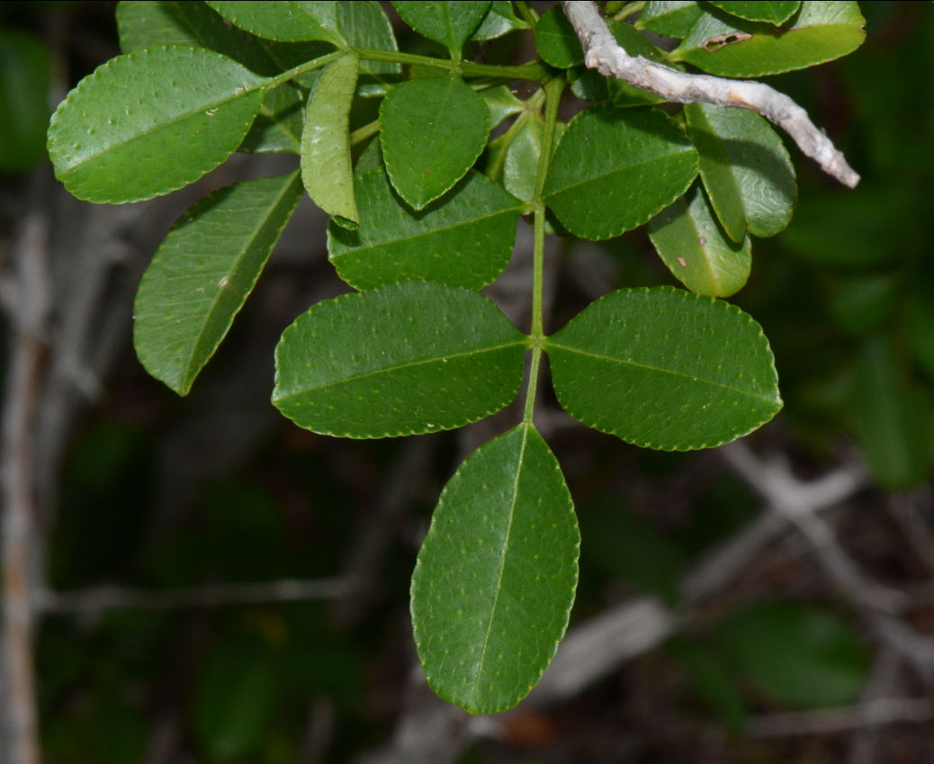 Zanthoxylum delagoense