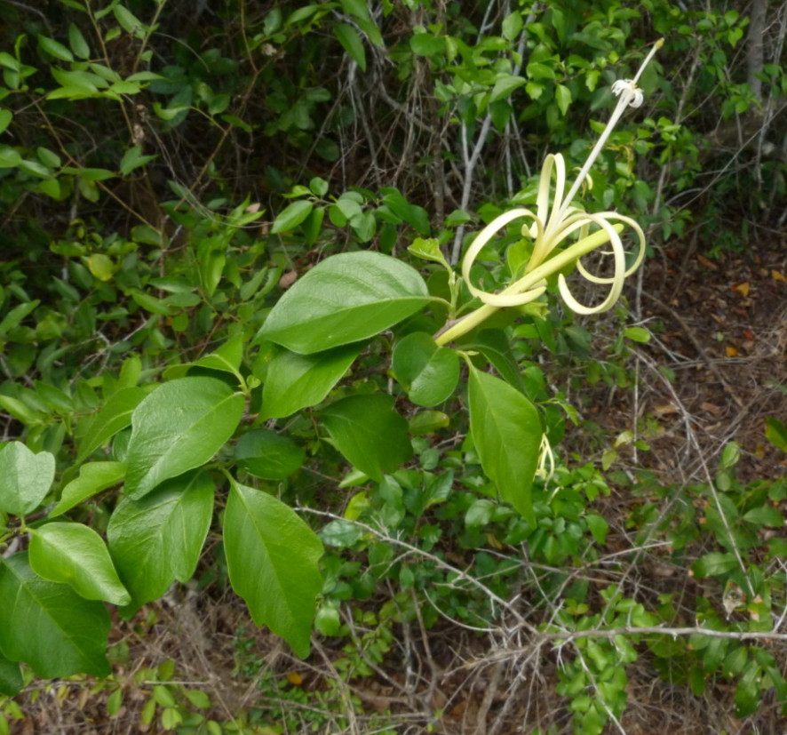 Turraea wakefieldii