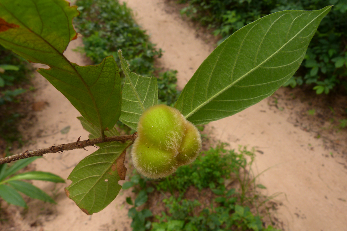 Dichapetalum macrocarpum