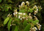 Dichapetalum mossambicense
