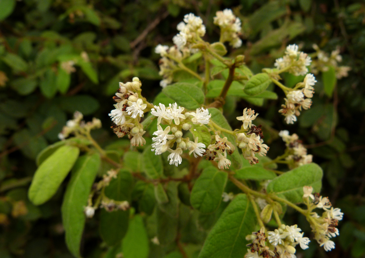 Dichapetalum mossambicense