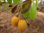 Dichapetalum mossambicense