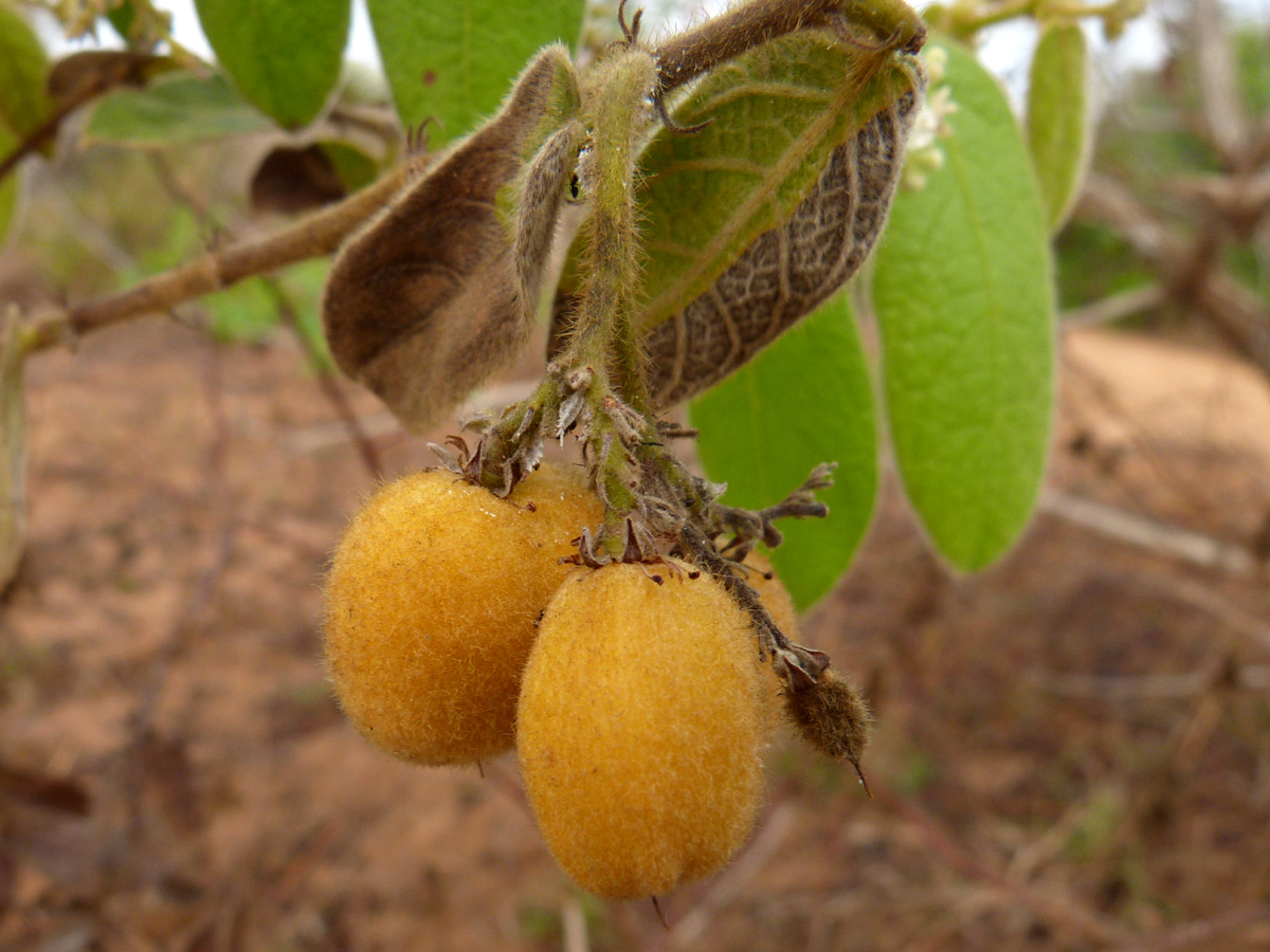 Dichapetalum mossambicense