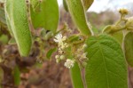 Dichapetalum mossambicense