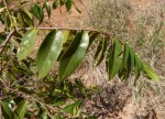Dichapetalum deflexum