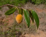Dichapetalum deflexum