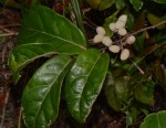 Dichapetalum barbosae