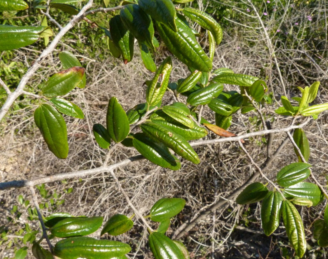 Ziziphus pubescens subsp. glabra