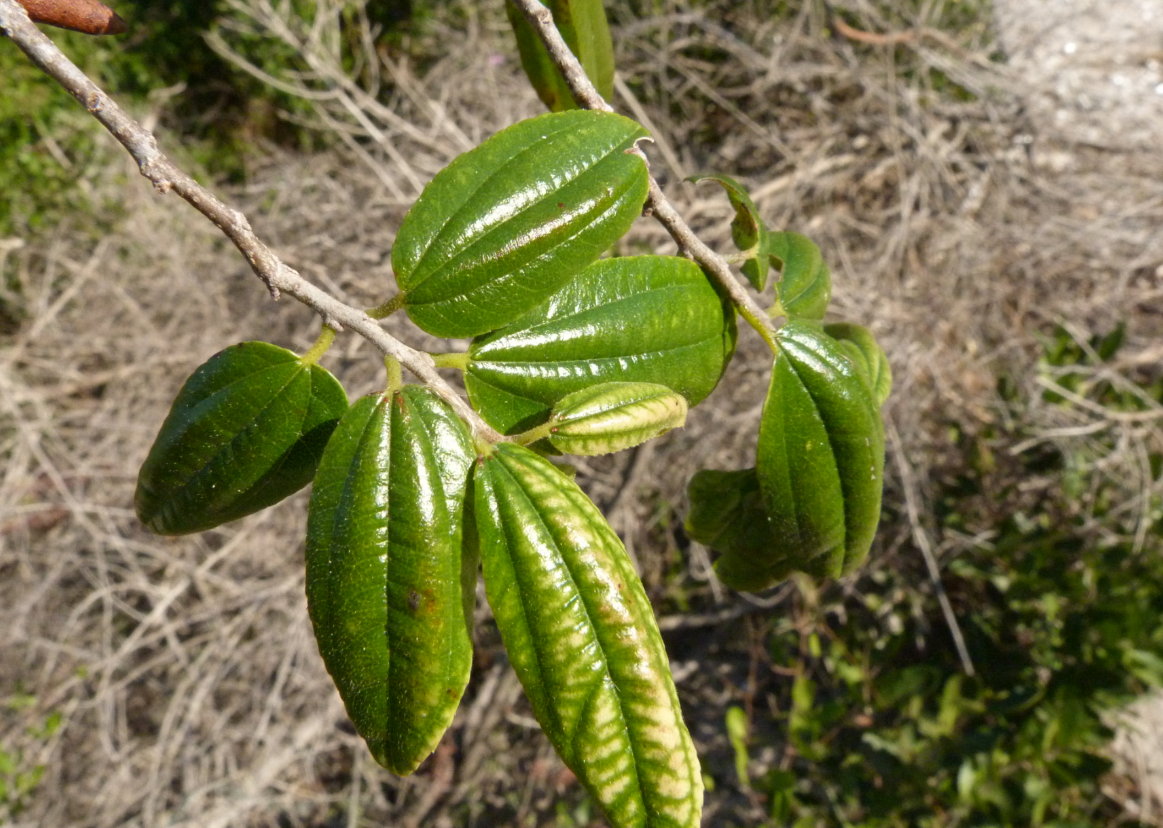 Ziziphus pubescens subsp. glabra