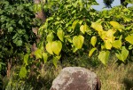 Gouania scandens