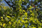 Gouania scandens
