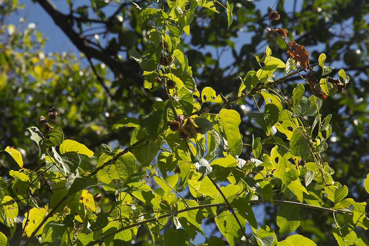 Gouania scandens