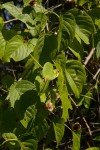Gouania scandens