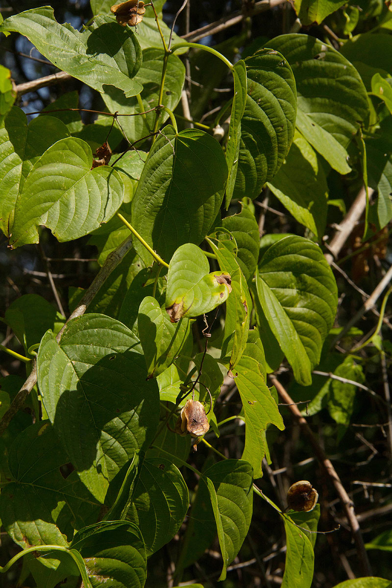Gouania scandens