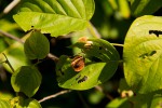 Gouania scandens