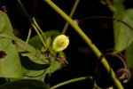 Gouania scandens