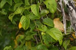 Gouania scandens