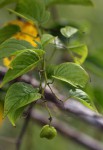 Gouania scandens
