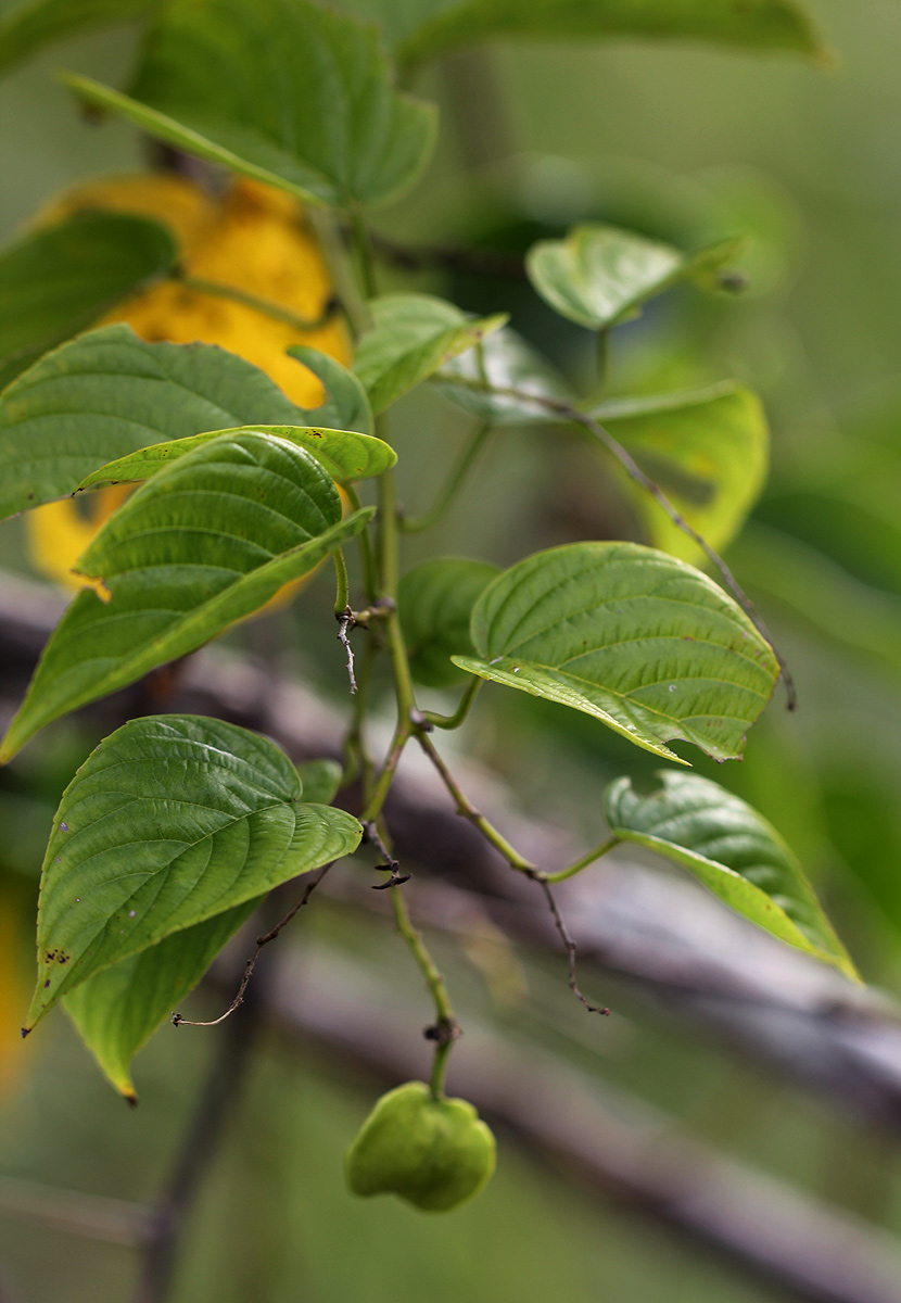 Gouania scandens