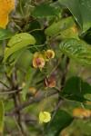 Gouania scandens