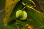 Gouania scandens