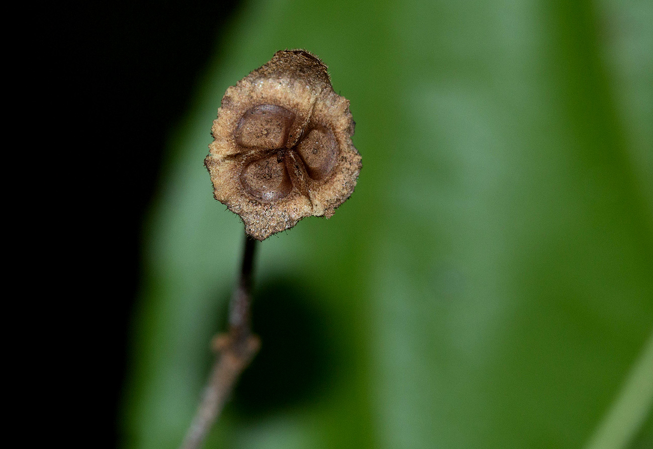 Lasiodiscus pervillei subsp. pervillei