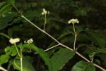 Lasiodiscus pervillei subsp. pervillei