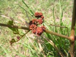 Ampelocissus obtusata subsp. obtusata