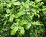 Combretum illairii