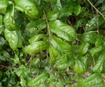Combretum illairii