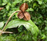Combretum illairii