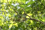 Combretum kraussii