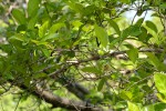 Combretum kraussii