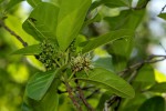 Combretum kraussii