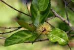 Combretum kraussii