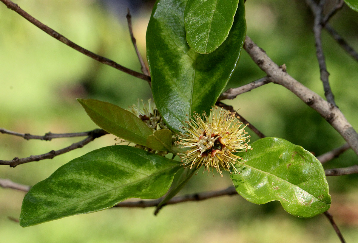 Combretum kraussii