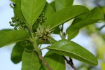 Combretum kraussii