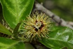 Combretum kraussii