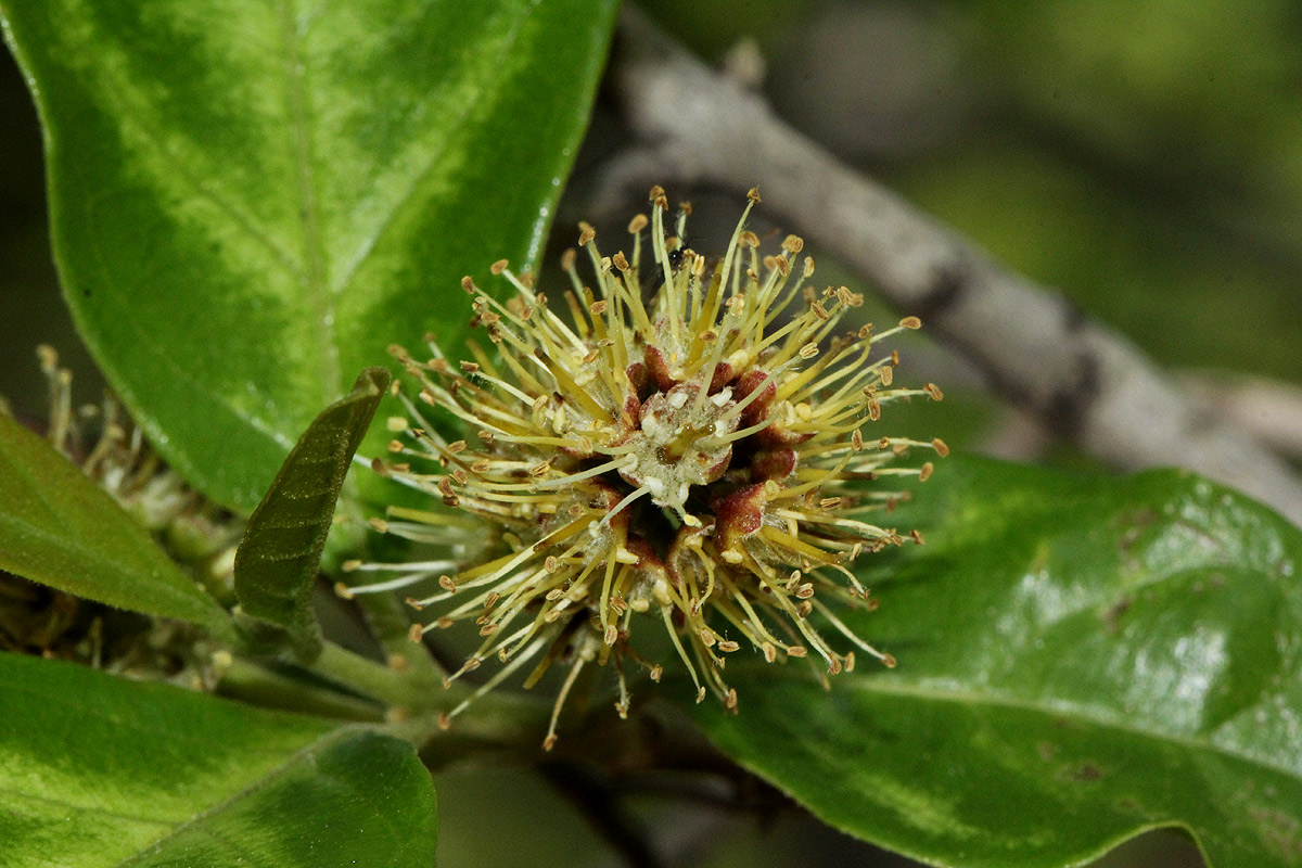 Combretum kraussii