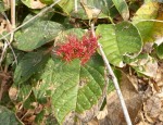 Combretum holstii