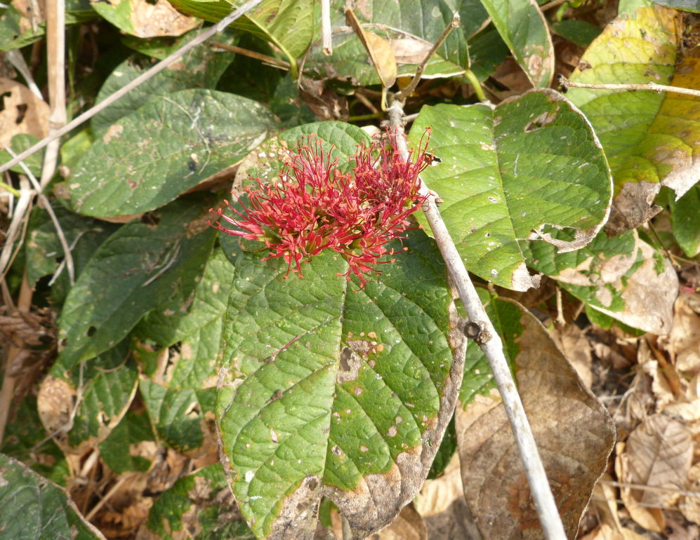 Combretum holstii